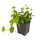 Фикус Pumila Green Sunny