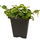Фикус Pumila White Sunny