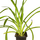 Хлорофитум (Chlorophytum comosum)