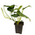 Монстера (Monstera Siltepecana)