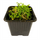 Селагинелла (Selaginella Kraussiana)