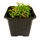 Селагинелла (Selaginella Kraussiana)