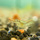 Креветка красноносая пиноккио (Caridina gracilirostris)