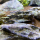 Креветка красноносая пиноккио (Caridina gracilirostris)