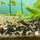 Креветка красноносая пиноккио (Caridina gracilirostris)