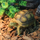 Игрушка черепаха Sulcata M