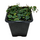 Фикус Пумила (Ficus Pumila Green Sunny)