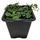 Фикус Пумила (Ficus Pumila Green Sunny)