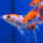 Золотая рыбка Комета красно-белая (M) (Carassius auratus)