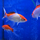 Золотая рыбка Комета красно-белая (M) (Carassius auratus)