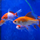 Золотая рыбка Комета красно-белая (M) (Carassius auratus)
