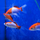 Золотая рыбка Комета красно-белая (M) (Carassius auratus)