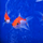 Золотая рыбка Комета красно-белая (M) (Carassius auratus)