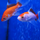 Золотая рыбка Комета красно-белая (M) (Carassius auratus)