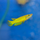 Щучка Аплохейлус линеатус (Aplocheilus lineatus)