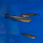 Бедоция мадагаскарская (Bedotia madagascariensis)