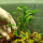 Гигрофила озерная (с грузом) (Hygrophila lacustris)