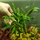 Гигрофила озерная (с грузом) (Hygrophila lacustris)