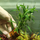 Гигрофила озерная (с грузом) (Hygrophila lacustris)