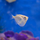 Клинобрюшка обыкновенная (Gasteropelecus sternicla)