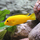 Лабидохромис еллоу (XXL) (Labidochromis caeruleus var. Yellow)