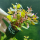 Людвигия ползучая Рубин (в горшке) (Ludwigia repens Rubin)