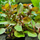 Людвигия ползучая Рубин (в горшке) (Ludwigia repens Rubin)