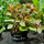 Людвигия ползучая Рубин (в горшке) (Ludwigia repens Rubin)