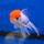Золотая рыбка Оранда красная шапочка (L) (Carassius auratus var.)