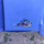 Тетрадон восьмерка (Dichotomyctere ocellatus)