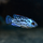 Цихлазома Блю Демпси (S) (Rocio octofasciata «Blue Jack Dempsey»)