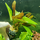 Эхинодорус Малый Медведь (в горшке) (Echinodorus sp. Kleiner Bar)