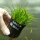 Юнкус ползучий (в горшке) (Juncus repens)