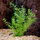 Бакопа мириофилоидес (с грузом) (Bacopa myriophylloides)