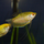Гурами золотой (Trichopodus trichopterus) L