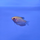 Гурами золотой (Trichopodus trichopterus) L