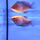 Гурами золотой (Trichopodus trichopterus) L