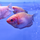 Гурами золотой (Trichopodus trichopterus) L