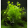 Кардамин Лирата (Cardamine lyrata) (в горшке)