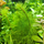 Перистолистник Скабратум, зеленый  (с грузом) (Myriophyllum scabratum)