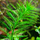 Перистолистник элатиноидес (в горшке) (Myriophyllum elatinoides)