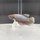 Петушок Слоновье Ухо (самец) (Betta splendens)