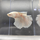 Петушок Халфмун Дамбо белый (самец) (Betta splendens)