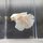 Петушок Халфмун Дамбо белый (самец) (Betta splendens)