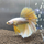 Петушок Халфмун Золотой дракон (самец) (Betta splendens)