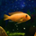 Псевдотрофеус зебра красный Минос Риф L (Maylandia zebra Minos Reef)