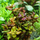 Ротала макрандра мини (с грузом) (Rotala macrandra Mini)