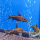 Сом Синодонтис кукушка (S) (Synodontis multipunctatus)
