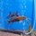 Сом Синодонтис кукушка (S) (Synodontis multipunctatus)