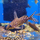 Сом Синодонтис эуптерус (S) (Synodontis eupterus)